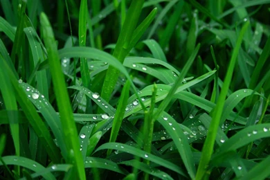 Full HD Wallpapers + Nature, Grass, Green, Dew