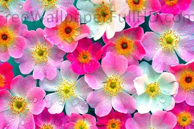 Flower Wallpapers HD 1080p Download, Free HD Wallpapers   Free ...