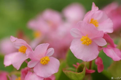 HD Flowers Wallpapers 1920x1200   Photo 68 Of 80