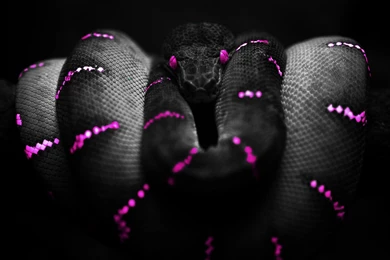 Photoshop Snake High Definition Wallpapers