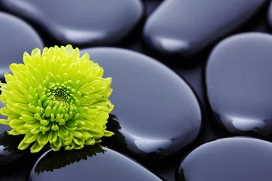 Download Wallpapers 1920x1080 Flower, Stone, Petals, Smooth Full HD ...