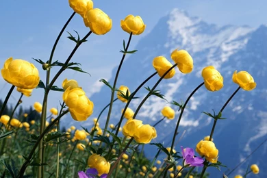 Download Cute Flowers Wallpapers