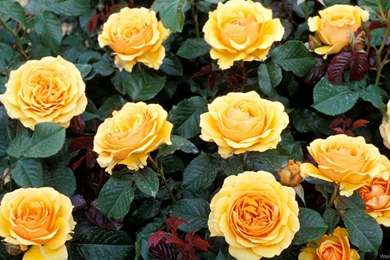 Wallpapers Words Of Love Re Colorful Flowers Full Hd P 1920x1080 ...