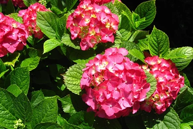 Agapanthus Flower Wallpapers Wide