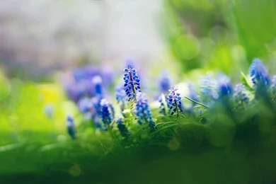 Muscari Flowers Wallpapers