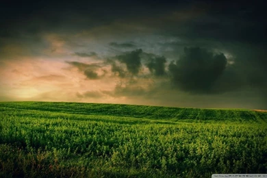 Beautiful Green Grass Field HD Desktop Wallpapers : High Definition ...