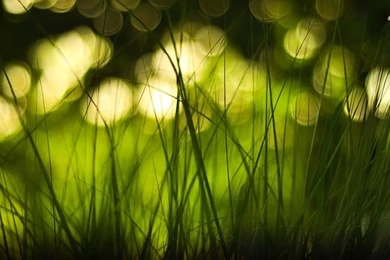Green Grass Wallpapers   Photography Wallpapers
