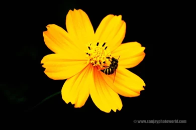 Sanjay Photo World: HD Beautiful Flowers Wallpapers Vol 04