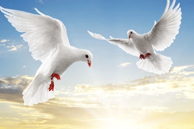 Hd Wallpapers For Windows 7 Laptop Nature Widescreen Ultimate Free ...