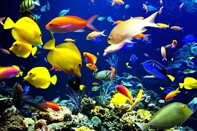 Free Hd Wallpapers Download For Laptop   HD Wallpapers Lovely