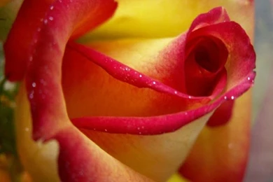 Nature hd wallpapers for laptop free download.jpg