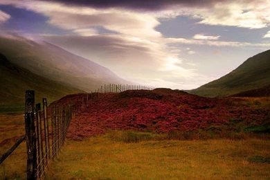 Scottish Heather Wallpapers And Images   Wallpapers, Pictures, Photos