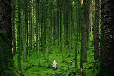 Forest Picture – Scotland Wallpapers   National Geographic Photo Of ...