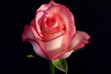 Full Hd Rose Wallpapers   Wallpapers HD Wide