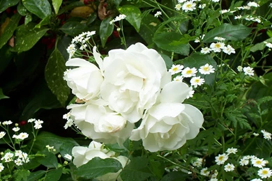 Download Wallpapers 1920x1080 Rose, White, Bush, Green, Drop ...