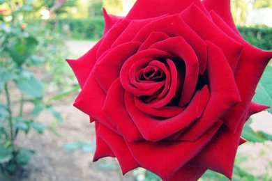 3d Abstract Other Big Red Rose Full HD Wallpapers