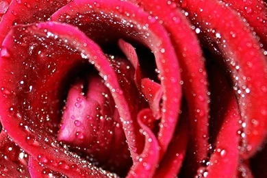 Wallpapers Full Hd 1080 X 1920 Smartphone Red Rose   1080 X 1920 ...