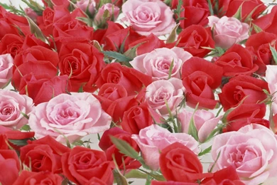 Red Pink Roses Pictures   Pink Wallpapers Designs