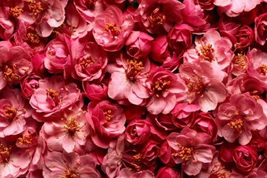 Download Wallpapers 1920x1080 Flowers, White, Wild Rose Full HD ...