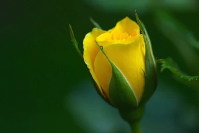 Yellow Rose Wallpapers Free Desktop Backgrounds And Wallpapers