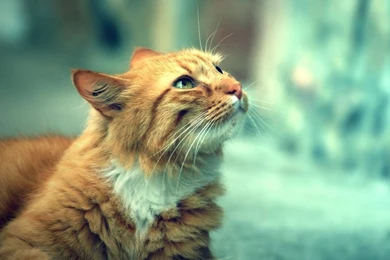 1366x768 Light Brown Cat Wallpapers