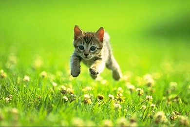 Cat Jumping Running Grass Wallpapers 1366x768 For 17/19 inch ...