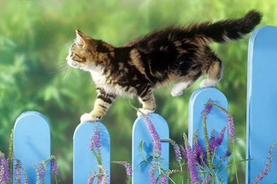 Outdoor Cat   Splendid Wallpapers HD