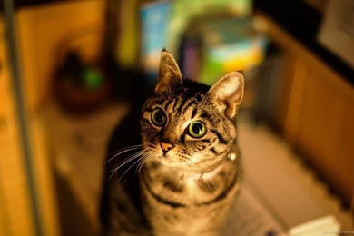 Download 1366x768 Are You Serious Cat Wallpapers