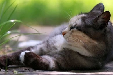 1366x768 Snooze Cat Wallpapers