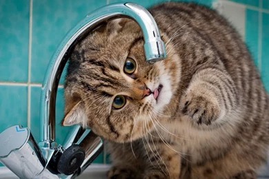 1366x768 Fat Cat Faucet Wallpapers