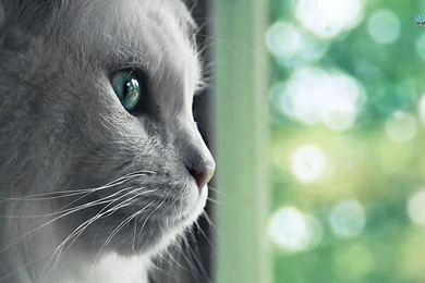 Cat Wallpapers   Animal Wallpapers