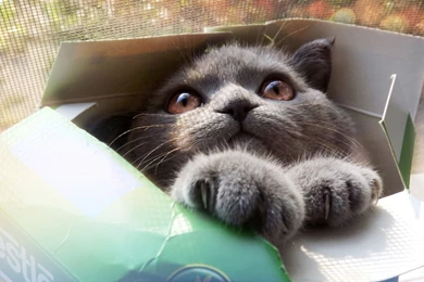 1366x768 Cat Box Wallpapers