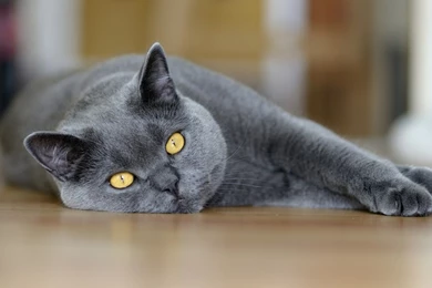 1366x768 Cat Yellow Eyes Wallpapers