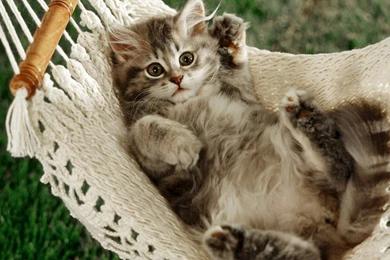 Wallpapers Cat Napper X Hd High Definition 1366x786