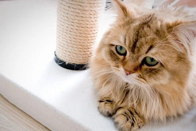 Cute Little Cat In The House Wallpapers