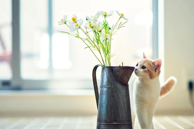 1366x768 Cat Flower Vase Wallpapers
