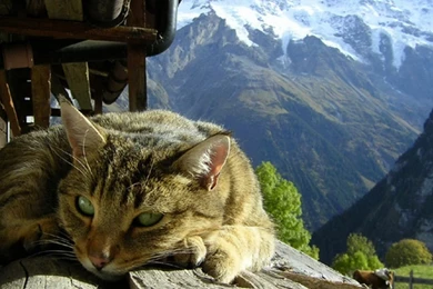 1366x768 Cat Meditating Desktop PC And Mac Wallpapers