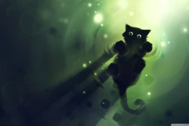 Cat Walking On Water HD Desktop Wallpapers : Widescreen : High ...