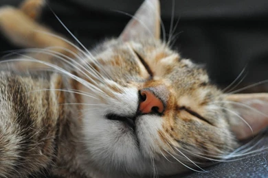 1366x768 Sleeping Cat Wallpapers