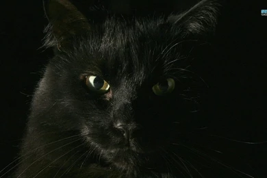 Black Cat Wallpapers   Animal Wallpapers