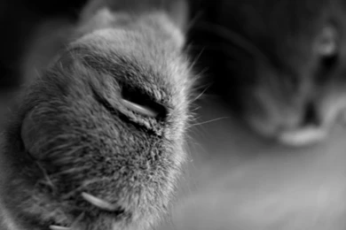 1366x768 Close up Cat Paw Desktop PC And Mac Wallpapers