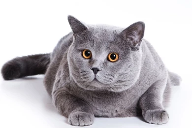 Gray Fat Cat Wallpapers