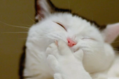 Bored Cat HD Desktop Wallpapers : Widescreen : High Definition : Mobile