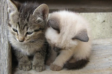 1366x768 Cats Desktop PC And Mac Wallpapers