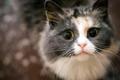 YouWall   Begging Cat Wallpapers   Wallpaper,wallpapers,free ...