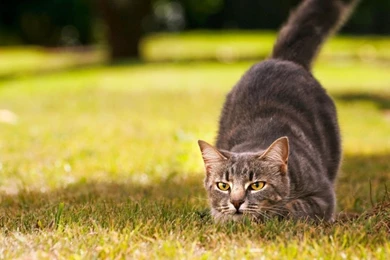 1366x768 Hunting Cat Wallpapers