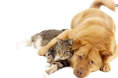 Cat And Dog Wallpapers   Animal Wallpapers