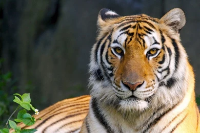 Wild Bengal Tiger 1680x1050 Wallpapers,Tiger 1680x1050 Wallpapers ...