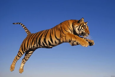 Bengal Tiger Sky Wallpapers