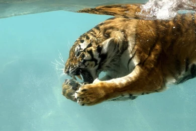 1680x1050 Tiger Underwater Wallpapers